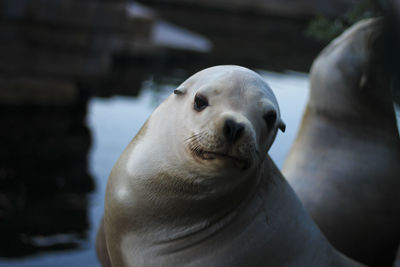 Close-up of an animal