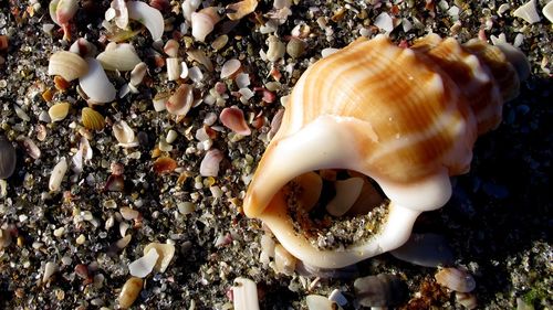 Close-up of seashell