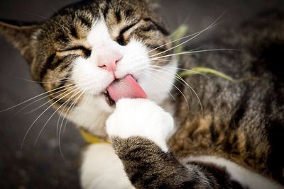 High angle view of tabby cat licking paw