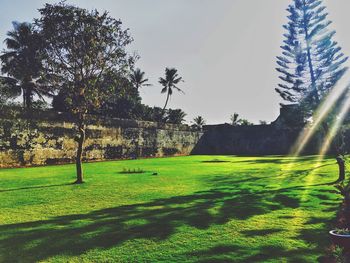 Trees on field against sky