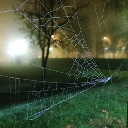 Close-up of spider on web against blurred background