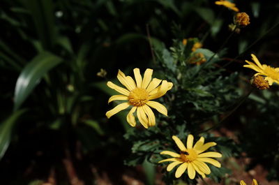 Close-up of yellow flowering plant