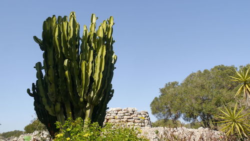 Close-up of big cactus plant against clear blue sky