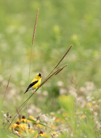 Close-up of bird perching on plant