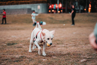 Dogs walking on street