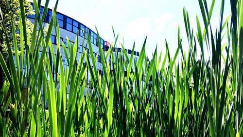 Close-up of plants growing on field against sky