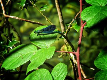 Close-up of caterpillar perching on plant