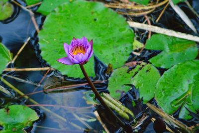 High angle view of lotus water lily
