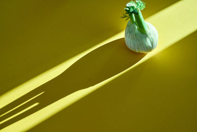 High angle view of fennel on yellow table