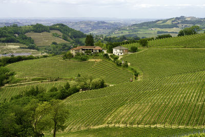 High angle view of agricultural field