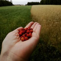 Cropped image of hand holding fruits on field