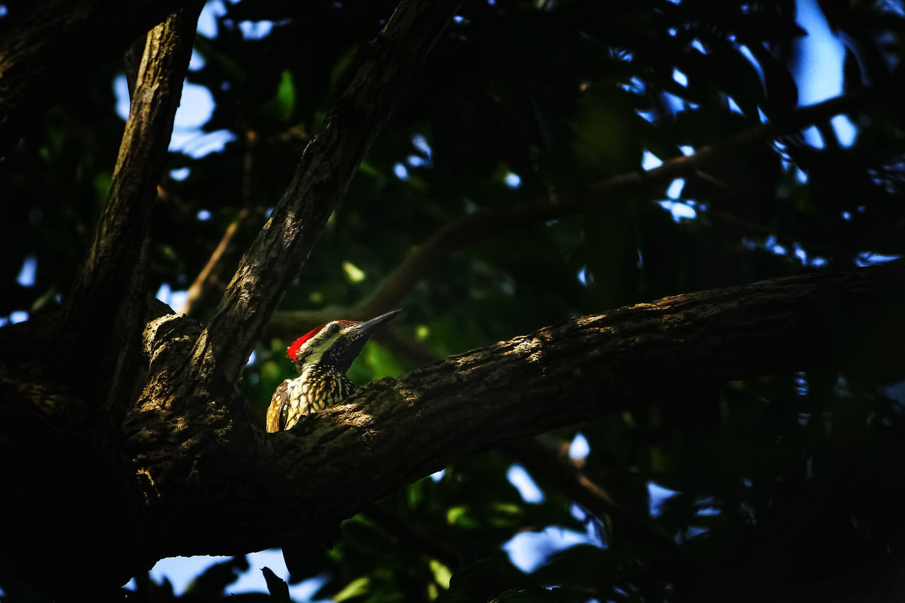 LOW ANGLE VIEW OF A BIRD PERCHING ON BRANCH