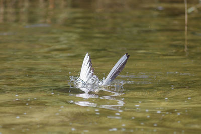 Close-up of crane in lake