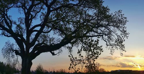 Low angle view of silhouette tree against sky