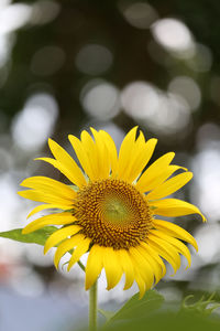 Close-up of sunflower