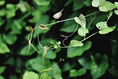 Close-up of flowering plant