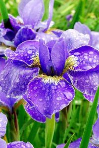 Close-up of water drops on pink flower