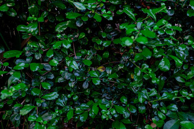 Full frame shot of plants