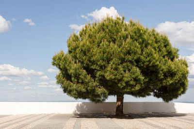 Green pine against blue sky