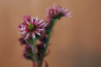 Close-up of pink flowering plant