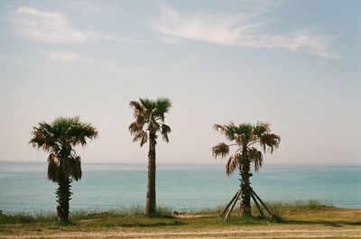 Palm trees on beach against sky