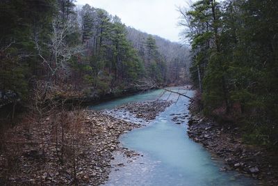 Scenic view of river amidst trees in forest