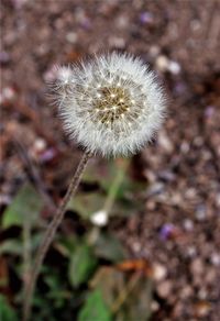 Close-up of dandelion flower on field