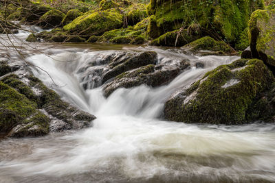 Scenic view of waterfall in forest