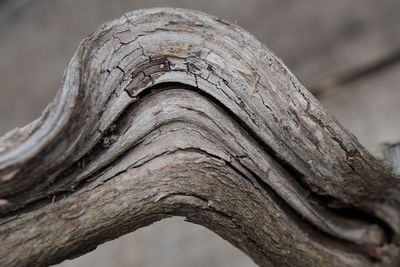 Low angle view of tree trunk