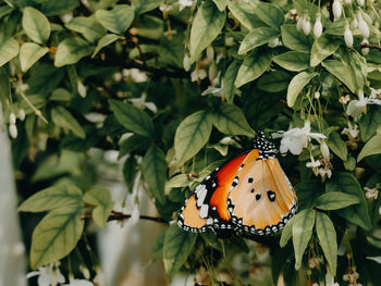 Close-up of butterfly pollinating flower