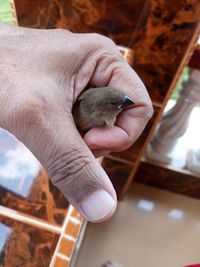 Close-up of hand holding bird