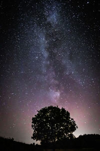 Low angle view of trees against sky at night