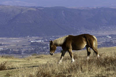 Horse standing in a field