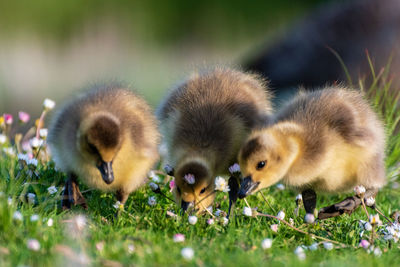 Close-up of a duck