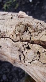 Close-up of dead tree trunk