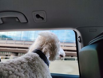 Dog looking through car window