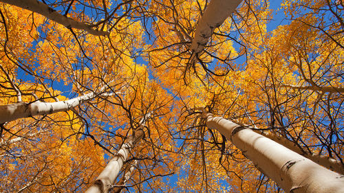 Low angle view of trees against blue sky