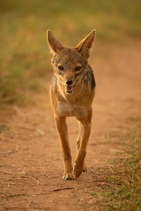 Black-backed jackal walks along track towards camera