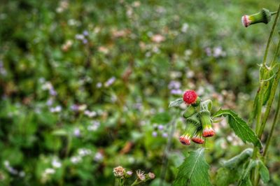 Close-up of red flowers blooming outdoors