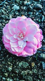 Close-up of pink flower in water