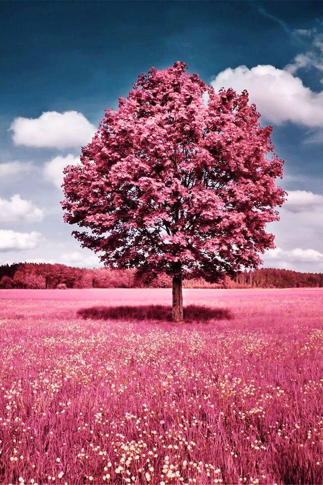 tree, beauty in nature, blossom, nature, flower, springtime, field, growth, landscape, cloud - sky, tranquility, outdoors, sky, pink color, scenics, rural scene, tranquil scene, agriculture, freshness, no people, day, fragility