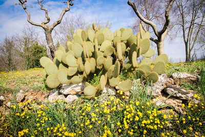 Cactus plants growing on field against sky