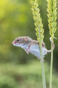 Close-up of cute harvest mouse clinging onto wheat 