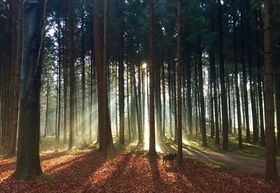 Trees in forest