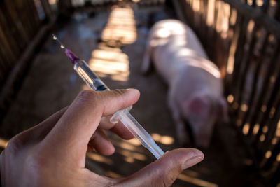 Cropped hand of veterinarian holding syringe by pig