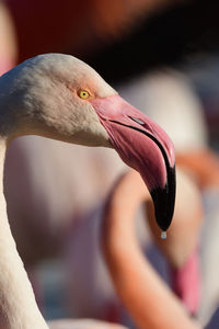 Close-up of flamingos