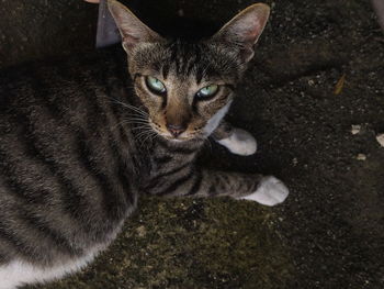 Close-up portrait of cat