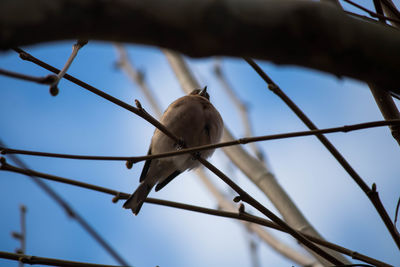 Low angle view of bird perching on branch