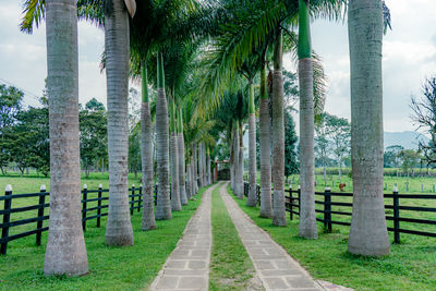 Footpath amidst palm trees