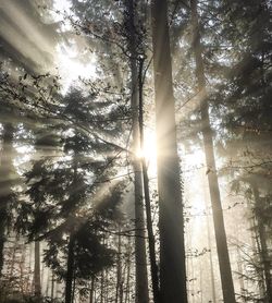 Low angle view of sunlight streaming through trees